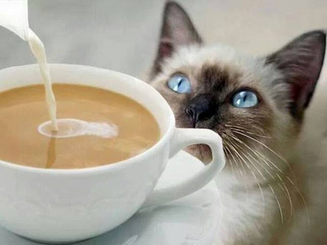 Il caffè ed i gatti – l’antistress all’ italiana