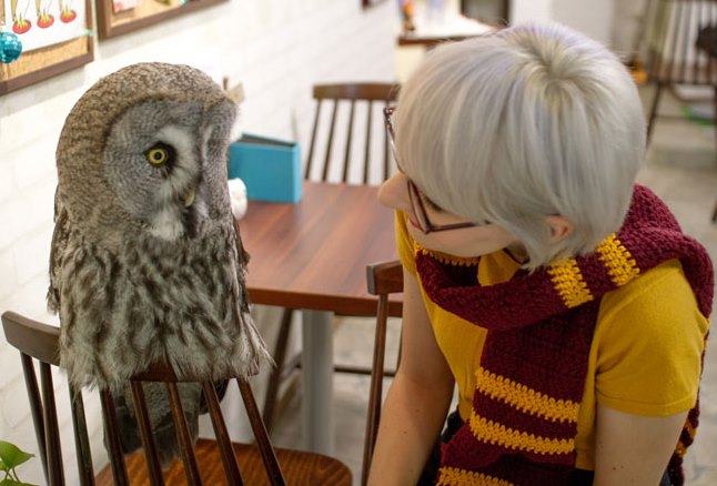 The Owl Cafe was opened in Italy